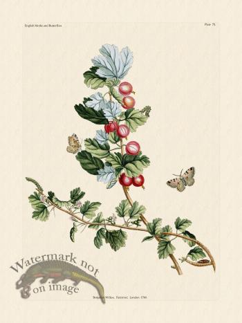 Wilkes Butterflies 075